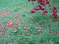 2011-1221-1400_Crab_Apple_11,6C